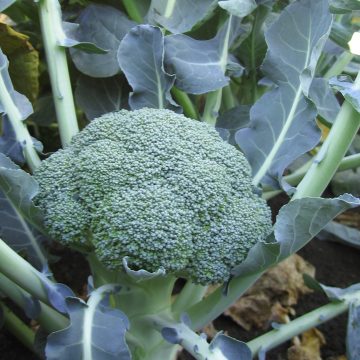 Broccoli Lieutenant- 4 pak