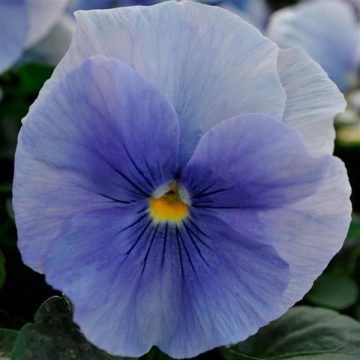 Pansy Spring Matrix™ Blue - 4 pak