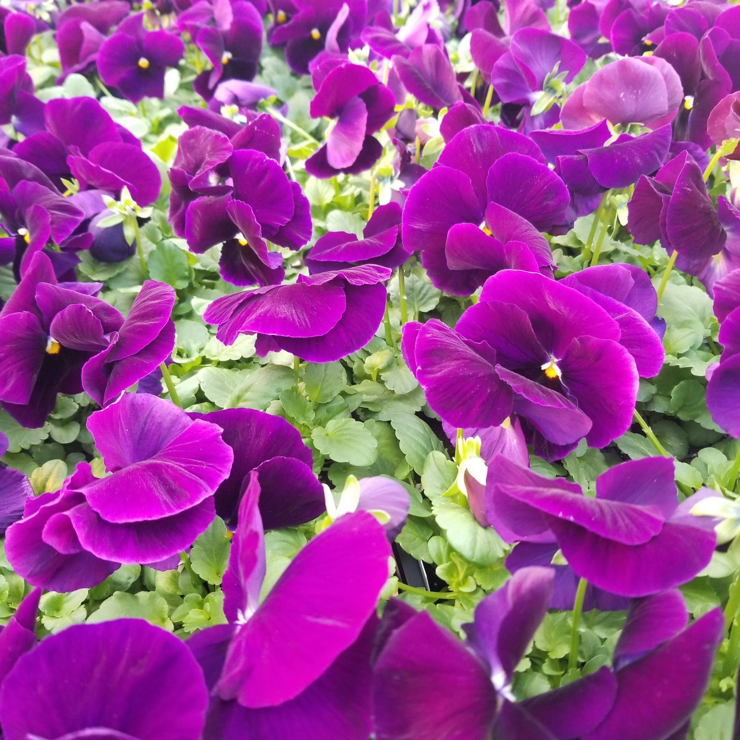 product-120856-1759497807-PANSPR601-804