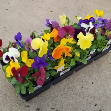 Pansy Spring Matrix™ Mix - 4 pak
