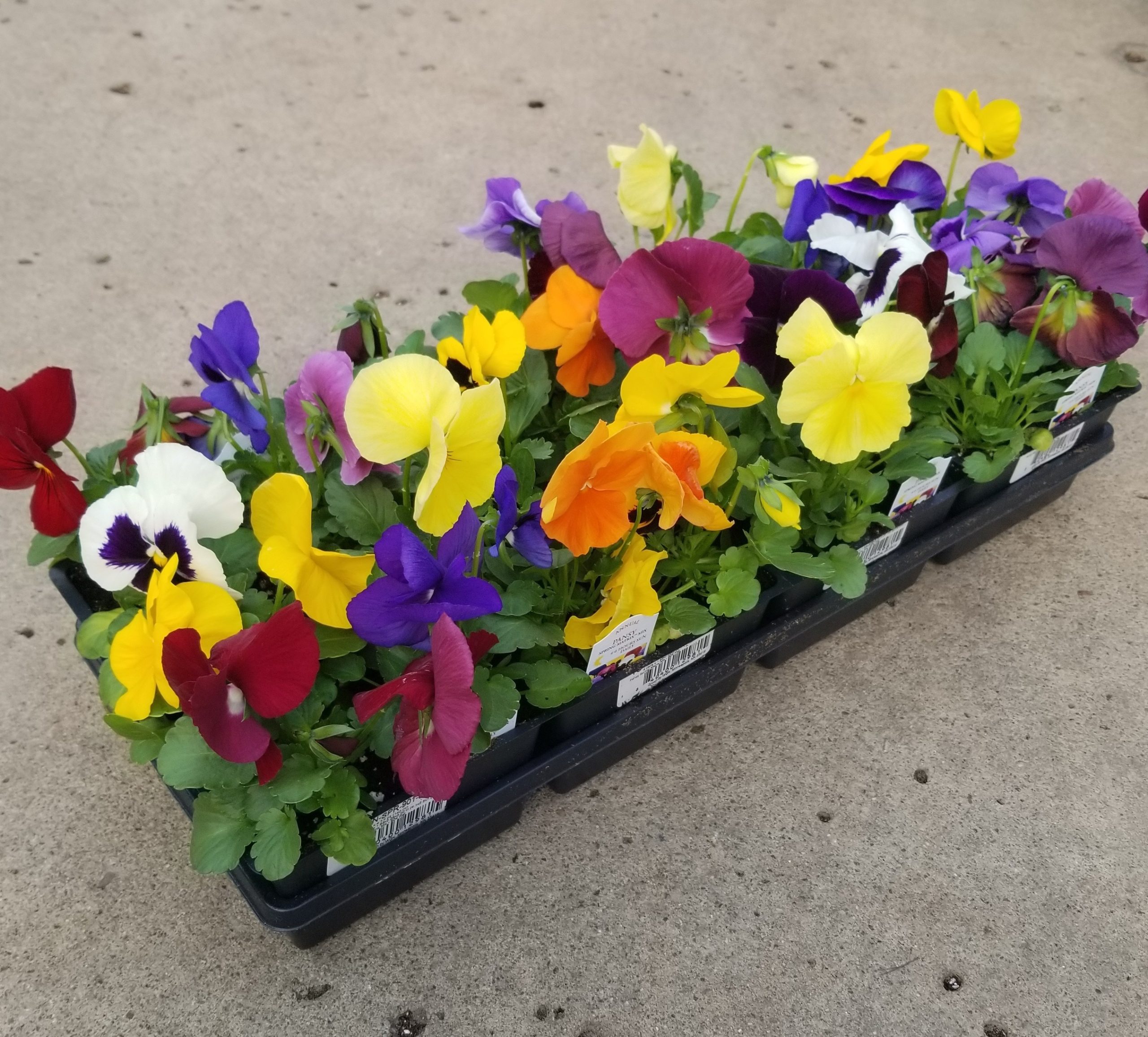 product-120857-1759497853-PANSPR901-804