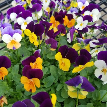 Viola Penny Jump Up Mix - 4 pak