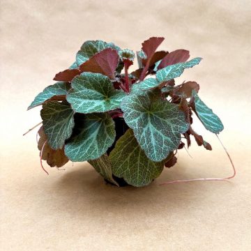 Saxifraga stolonifera – 4″