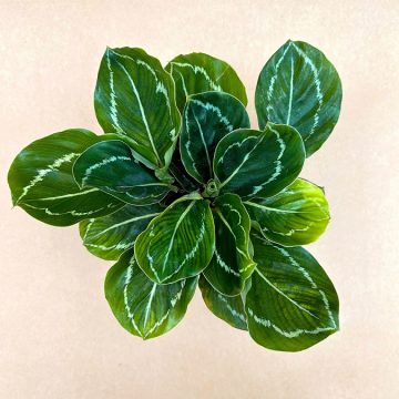 CALATHEA ‘GREEN MAGIC’ – 4″