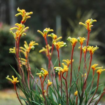 Anigozanthos hybrid 'Rambocity', Size #1