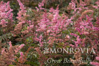 product-1212-1759493084-MO431151