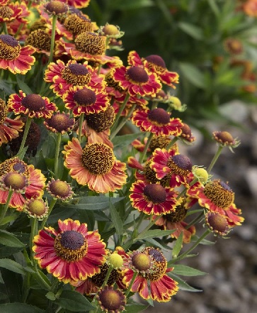 product-1214-1759493098-MO431221