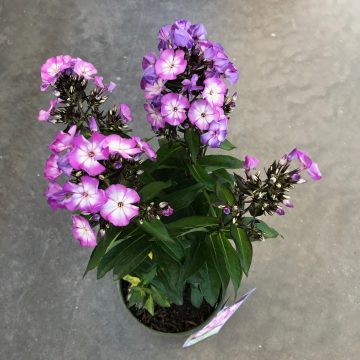 PHLOX 'Sweet Summer™ FANTASY', SIZE #1