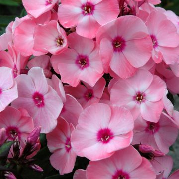 PHLOX 'Sweet Summer™ QUEEN', SIZE #1