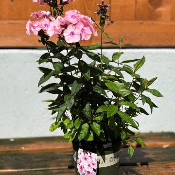 Phlox 'Sweet Summer™ QUEEN', SIZE #1