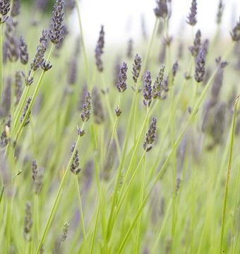 Lavandula 'Hidcote Giant', Size #1