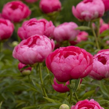 PAEONIA 'CYTHEREA', SIZE #2