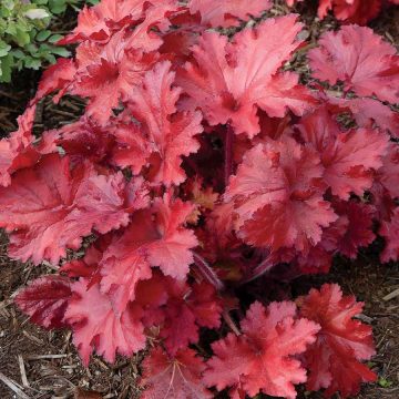 HEUCHERA 'Forever® RED', SIZE #1