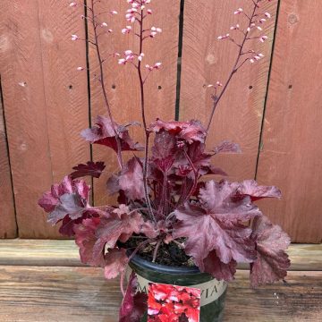 Heuchera ‘Forever® Red’, Size #1
