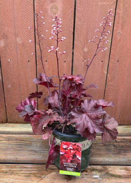Heuchera ‘Forever® Red’, Size #1
