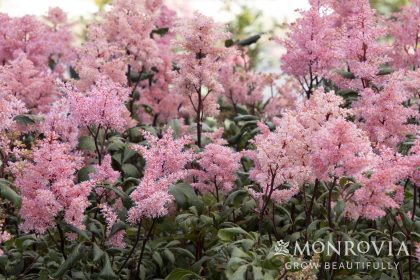 product-1226-1759493435-MO436811