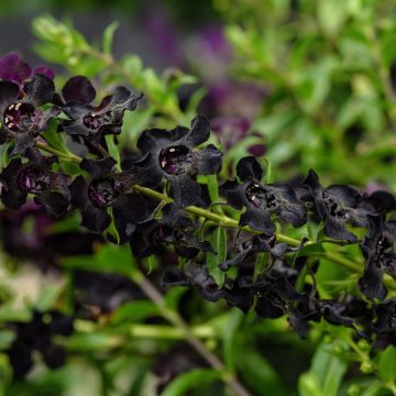 Angelonia AngelFlare™ Black - 4 1/3" Pot