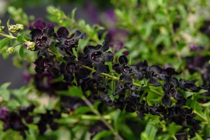 Angelonia AngelFlare™ Black - 4 1/3" Pot