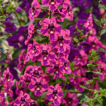 Angelonia Guardian Angel™ Berry Sparkler - 4 1/3"