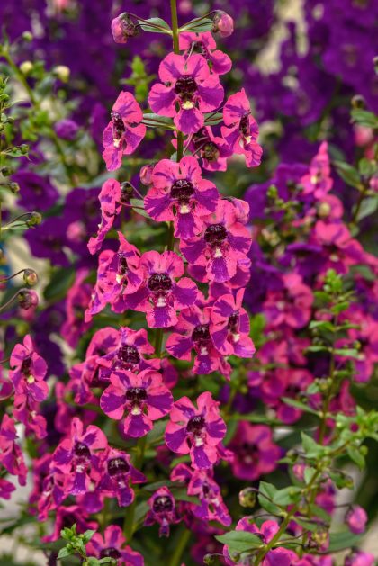 Angelonia Guardian Angel™ Berry Sparkler - 4 1/3"