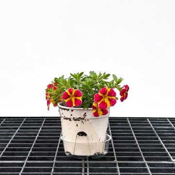 Calibrachoa MiniFamous® Neo Red Shuffle - 4 1/3"