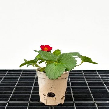 Strawberry Everbearing Ruby Ann - 3½" pot