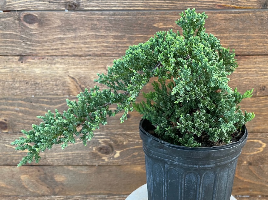 product-125749-1759478440-BONS6S