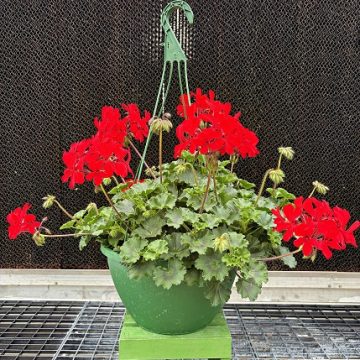 Geranium Caldera™ Red- 12" Hanging Basket