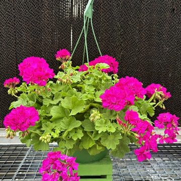 Geranium Calliope® Cascade Violet- 12" Basket