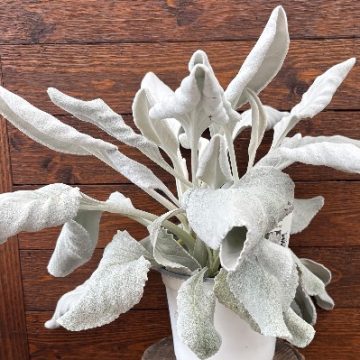 Senecio 'Angel Wings' - 6" Pot