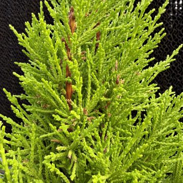 Donard Gold Monterey Cypress, Size #1
