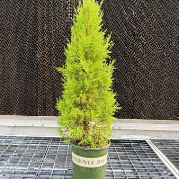 Donard Gold Monterey Cypress, Size #1