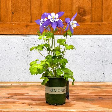 AQUILEGIA 'KIRIGAMI™ DEEP BLUE & WHITE', SIZE- QT