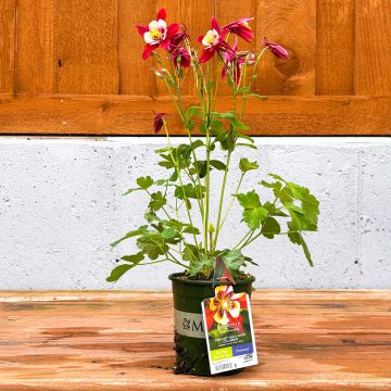 AQUILEGIA 'KIRIGAMI™ RED & WHITE', SIZE- QT