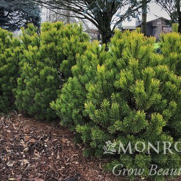 PINUS MUGO CARSTEN'S WINTERGOLD, SIZE #2