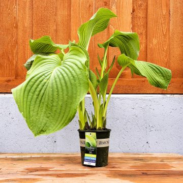 HOSTA 'NEPTUNE', SIZE #1