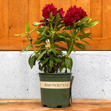 HENRY'S RED RHODODENDRON, SIZE #2