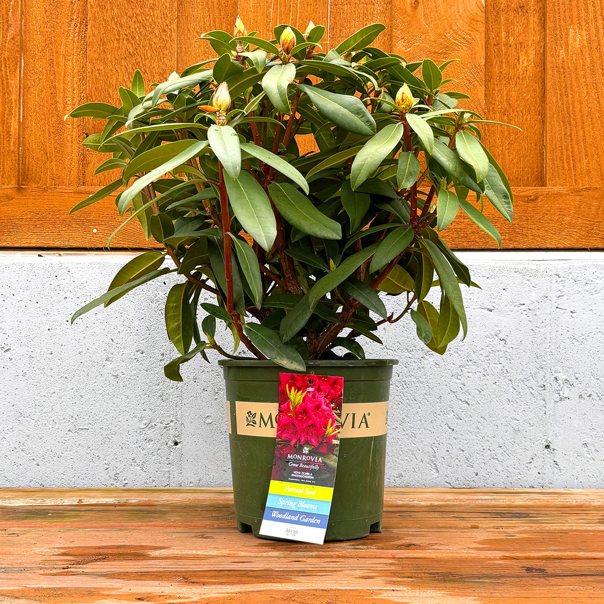 NOVA ZEMBLA RHODODENDRON, SIZE #2