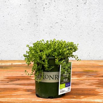 SEDUM 'BABY TEARS', SIZE- QUART