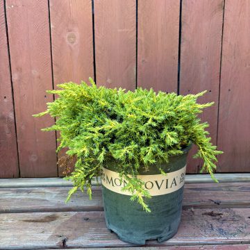 DAUB'S FROSTED JUNIPER, SIZE #2
