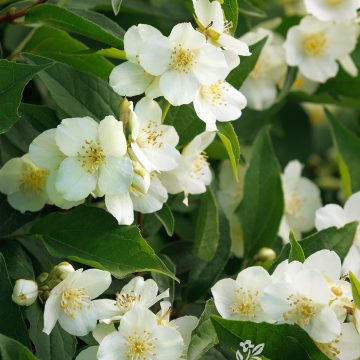 Swan Lake® Mock Orange, SIZE #2