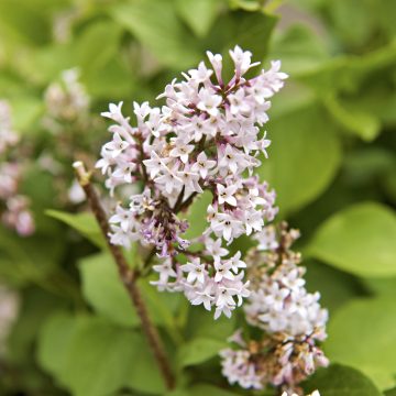 LITTLE DARLING® LILAC, SIZE #2