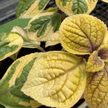 Plectranthus Guacamole - 4 1/3" pot