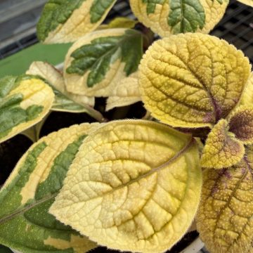 Plectranthus Guacamole - 4 1/3" pot
