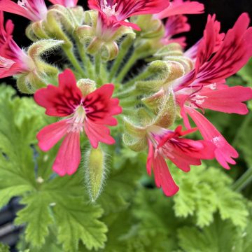Geranium 'Concolor Lace' - 4 1/3" pot