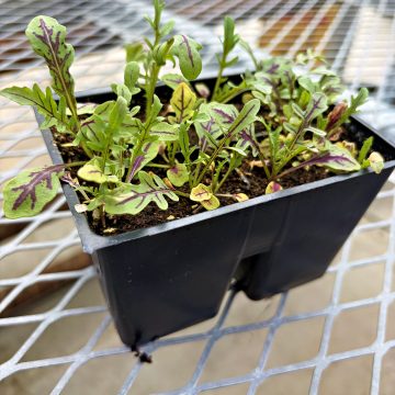 Arugula Dragons Fire - 4 pak