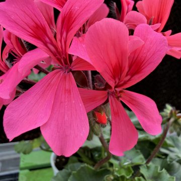 Geranium Caldera™ Salmon - 4 1/3" Pot