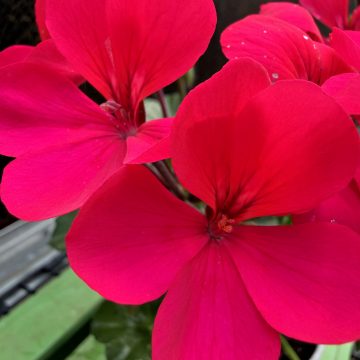 Geranium Caldera™ Hot Pink- 4 1/3" Pot
