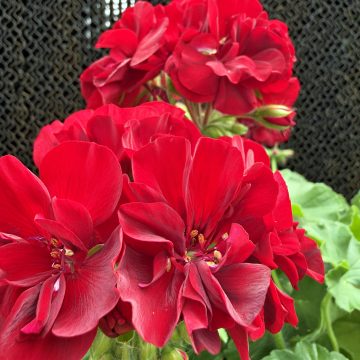 Geranium Calliope® Large Burgundy- 13" Patio Pot