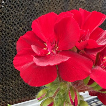Geranium Calliope® Large Burgundy - 4 1/3"